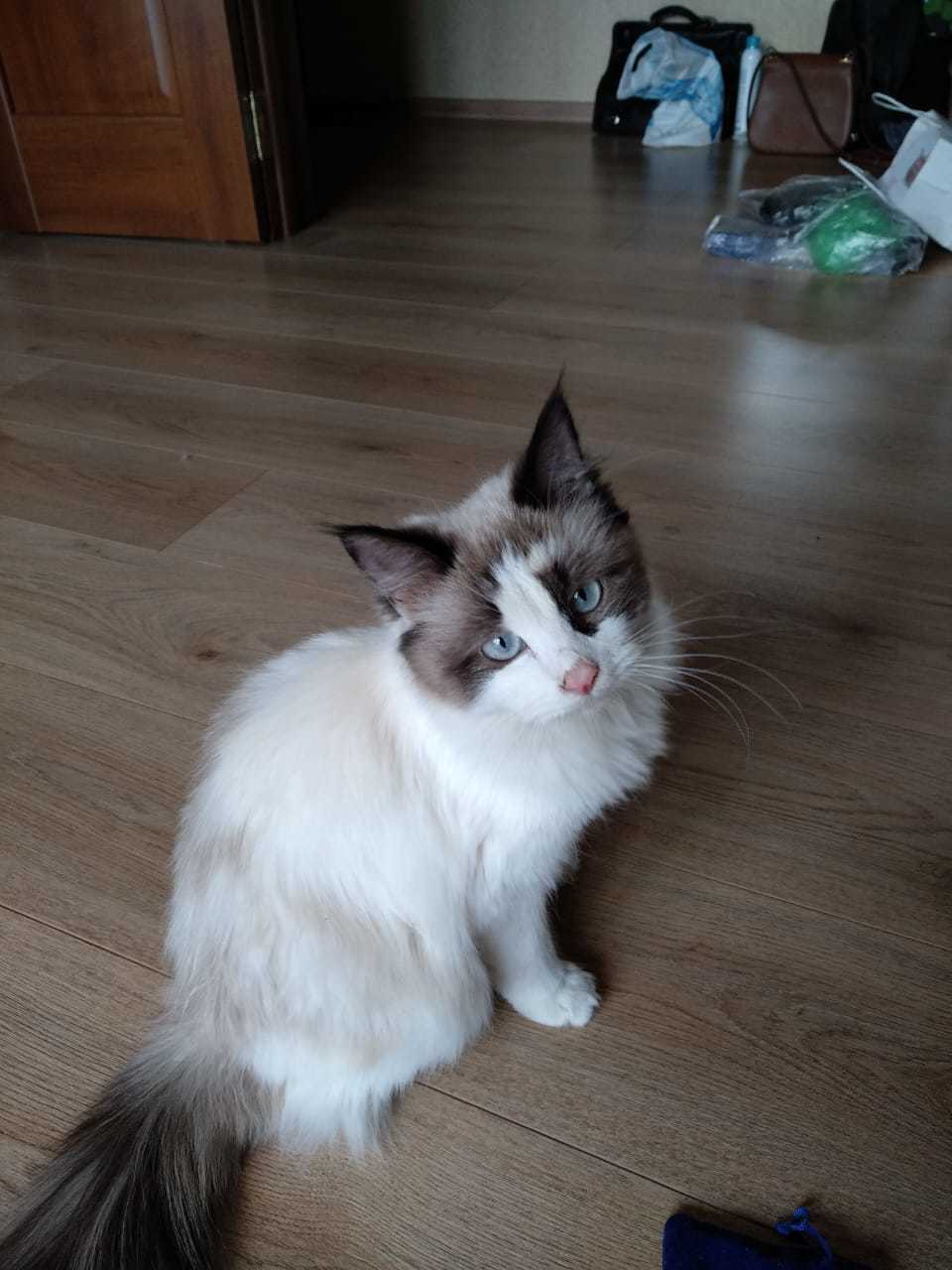 Waif is looking for a home (Moscow) - Lost, cat, In good hands, Pets, Help, Longpost, Moscow, No rating