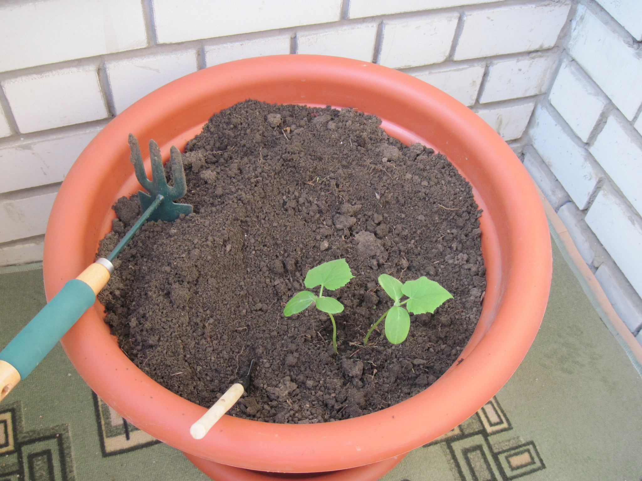 How I grew cucumbers on the balcony - My, Cucumbers, Balcony, Plants, Longpost