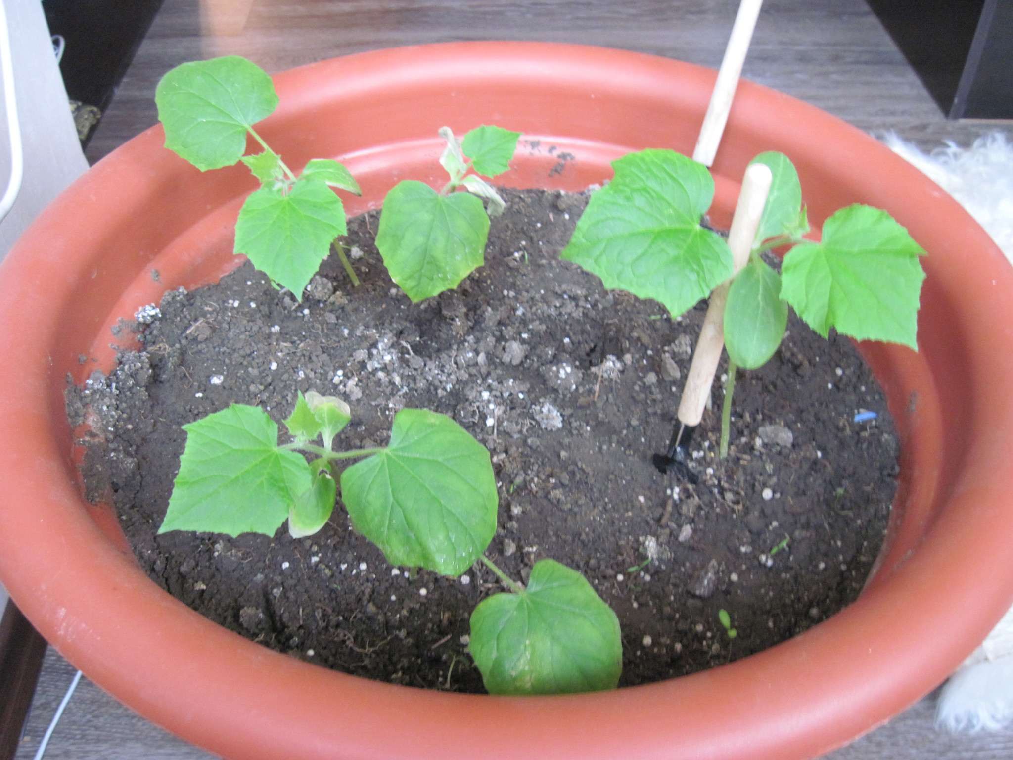 How I grew cucumbers on the balcony - My, Cucumbers, Balcony, Plants, Longpost