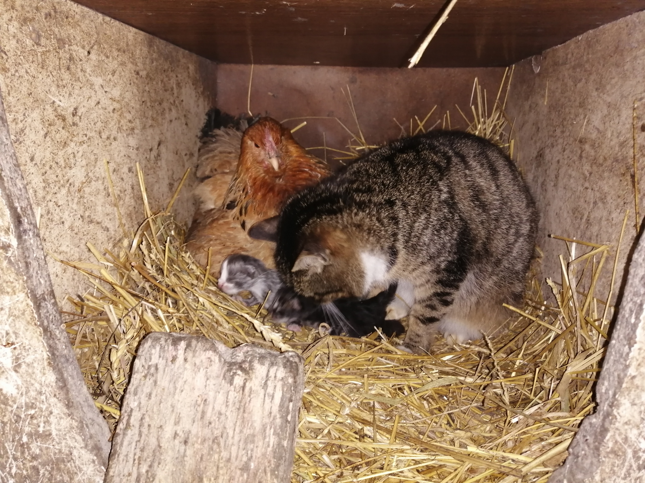 The hen adopted the kittens)) - My, Pets, cat house, Hen, Nature, cat