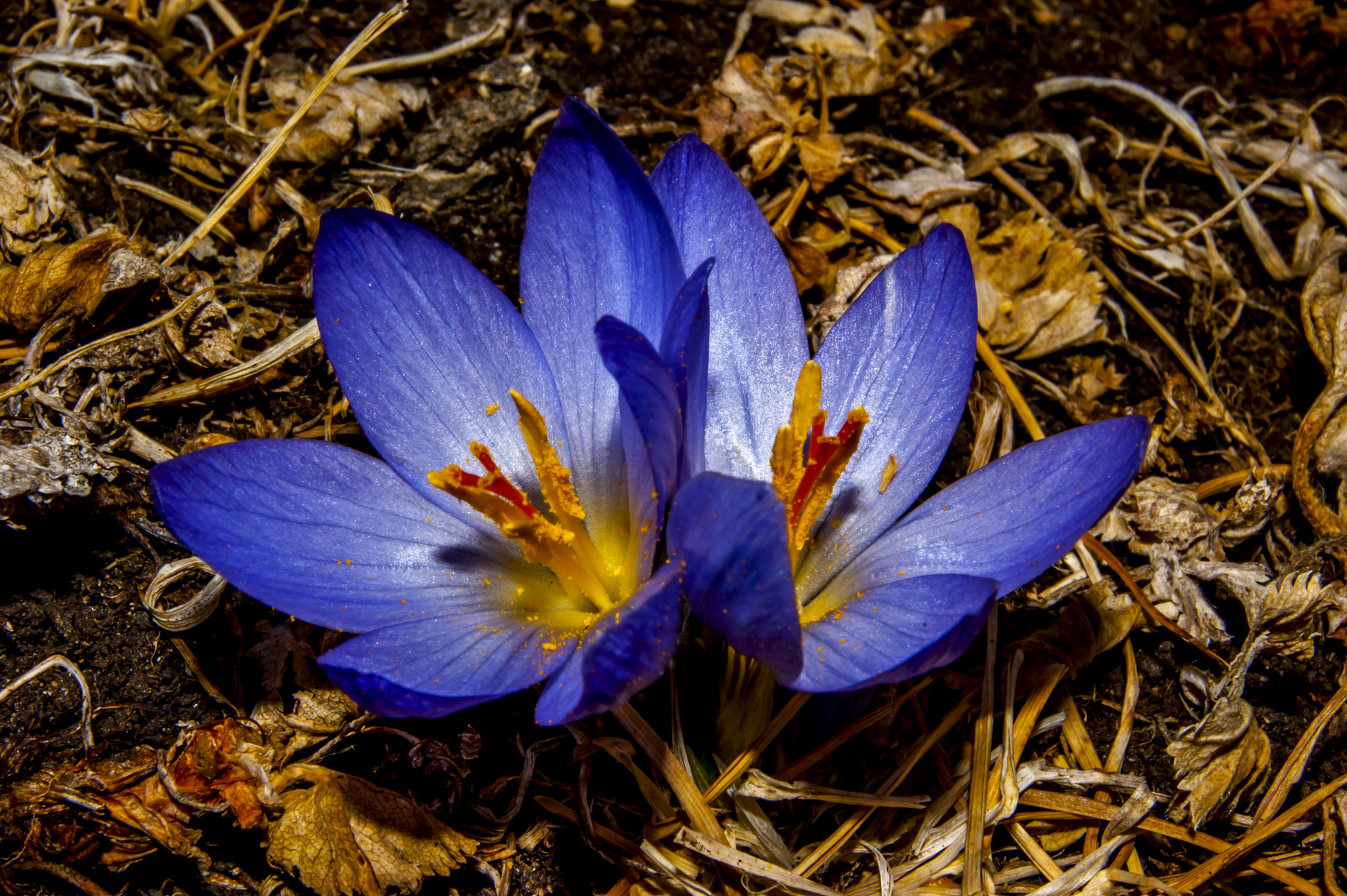 Duet of crocuses - My, The mountains, The photo, Tourism, Hike, Nature, Flowers, Mountain tourism, Caucasus