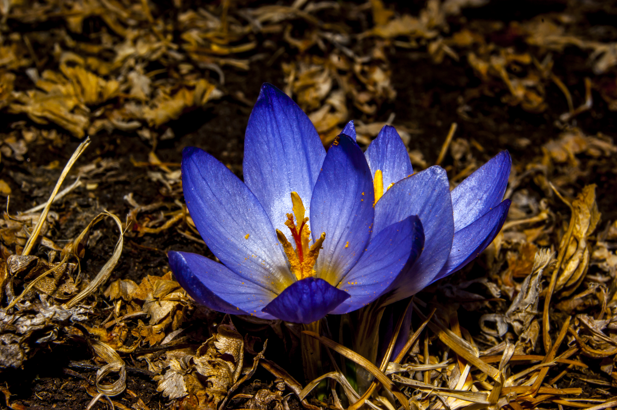 Duet of crocuses - My, The mountains, The photo, Tourism, Hike, Nature, Flowers, Mountain tourism, Caucasus