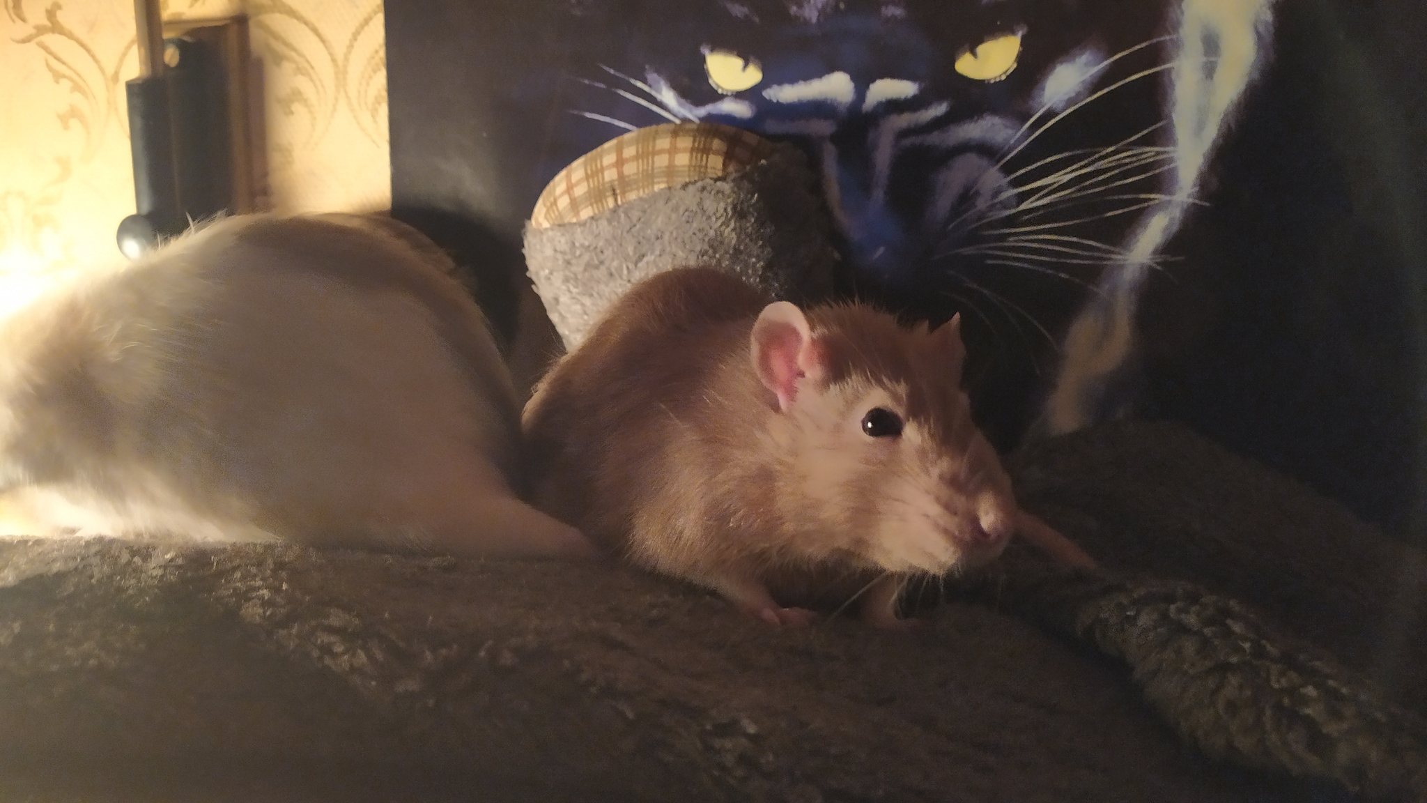 Rat everyday life #6 - My, Decorative rats, Rat, Milota, Animals, Longpost