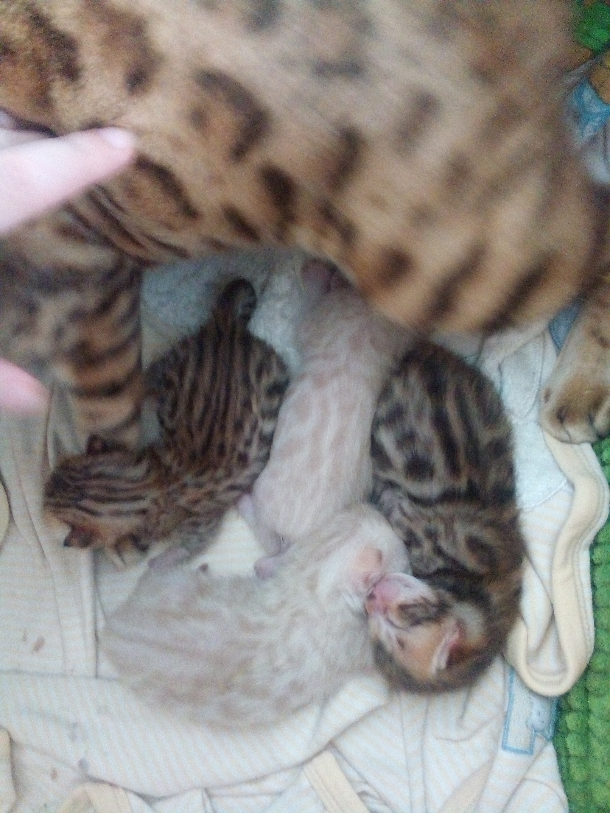 Mothers and babies - My, Kittens, cat, Milota, Longpost