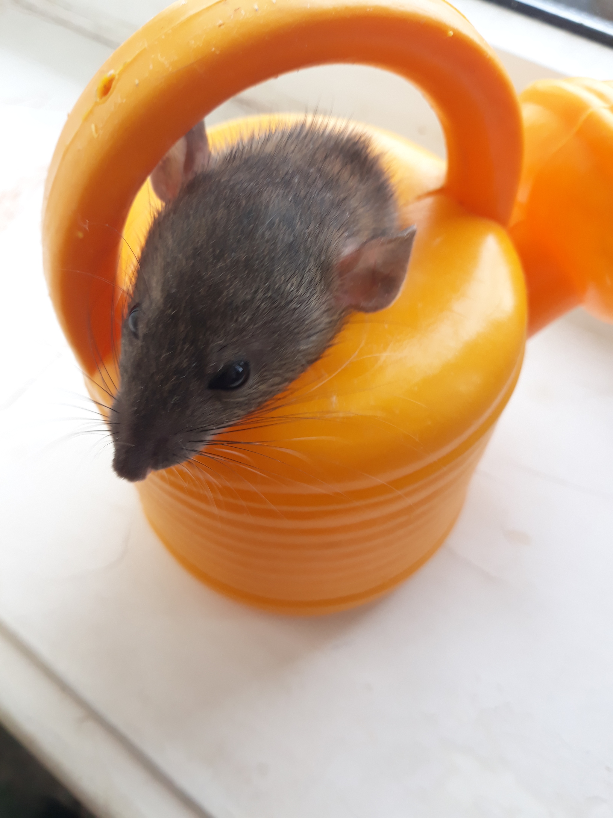 Curiosity - My, Rat, Rat dumbo, Decorative rats, Rodents, Pets, Longpost