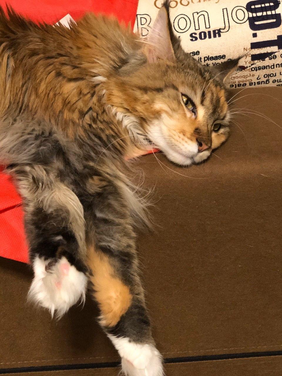 Rest - My, Maine Coon, Catomafia, Longpost, cat