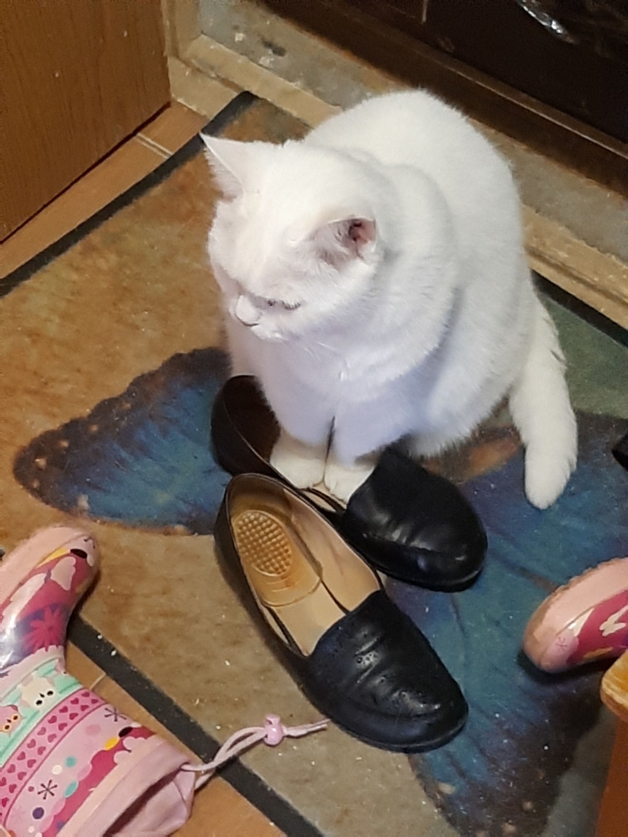 Plush fetishist - My, cat, Catomafia, Shoes, Longpost