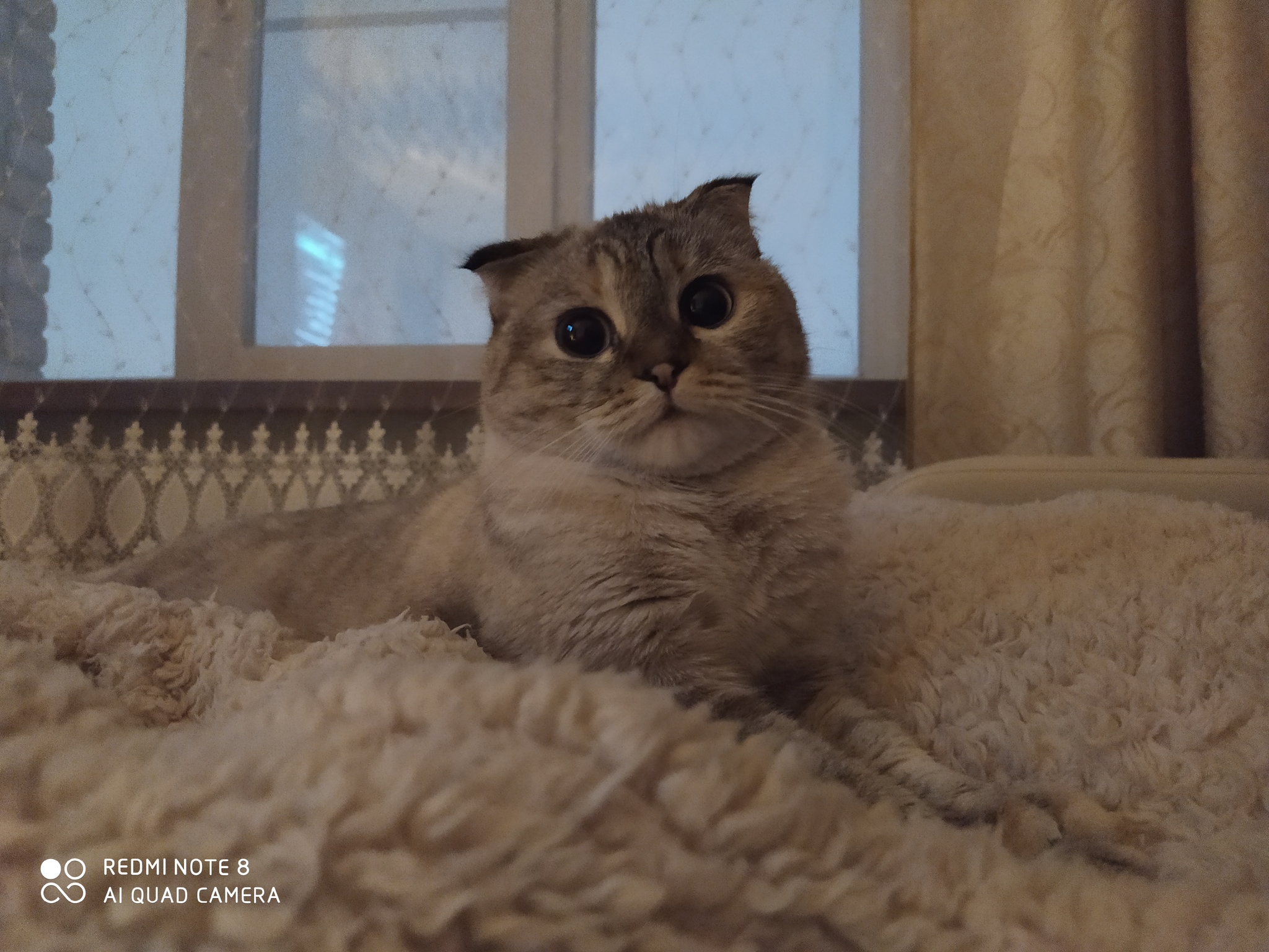 -You mean you clean up my poop? I was sure they would just disappear - My, cat, Scottish lop-eared, Pets, Pet