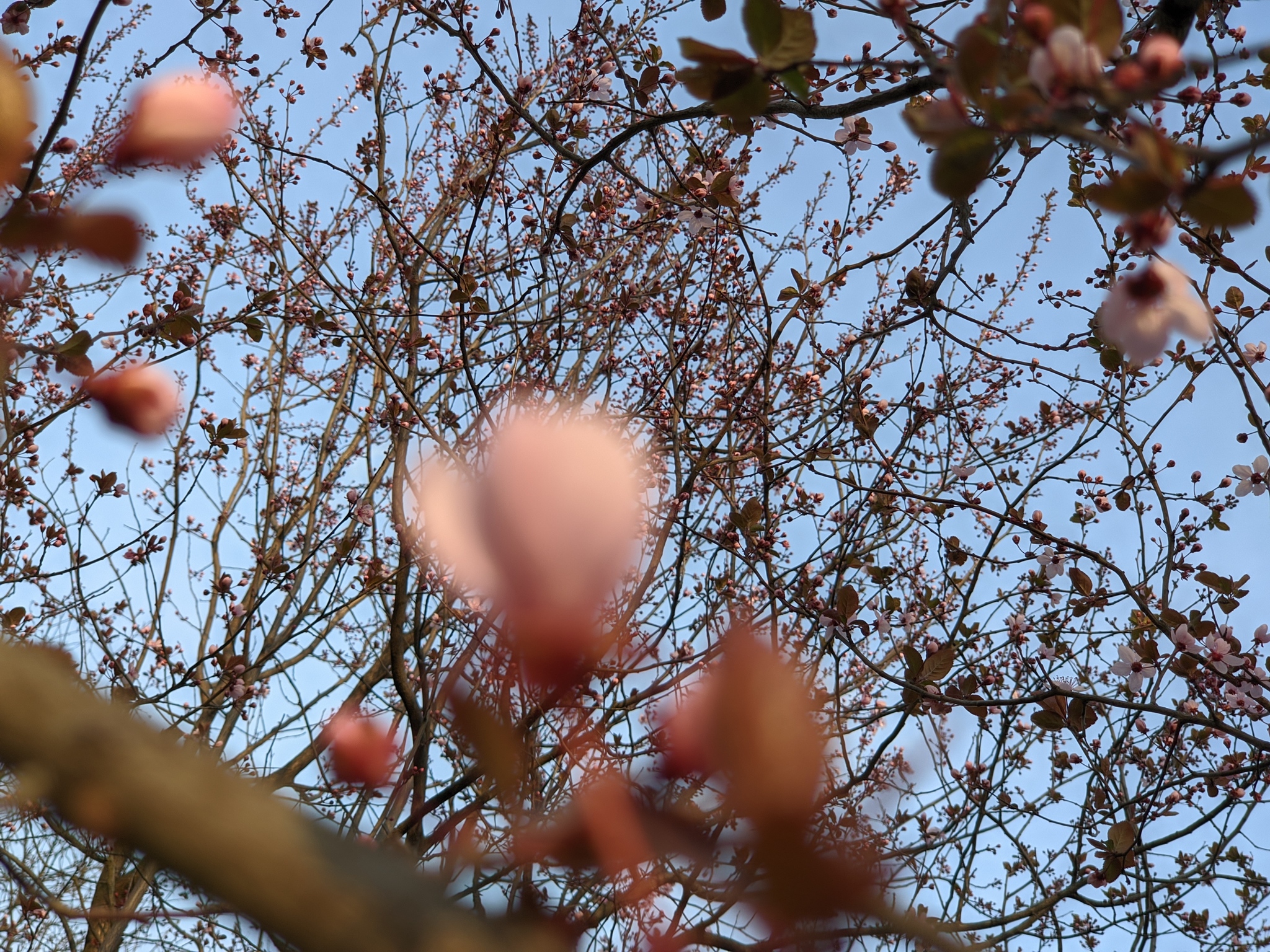 A little spring in your feed) Krasnodar - My, Spring, Children, Longpost