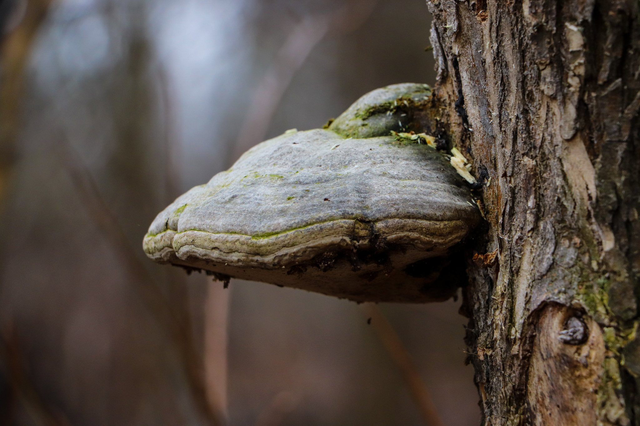 Весеннее-дождливое - Моё, Фотография, Весна, Дождь, Canon 800D, 18-135 stm, Длиннопост