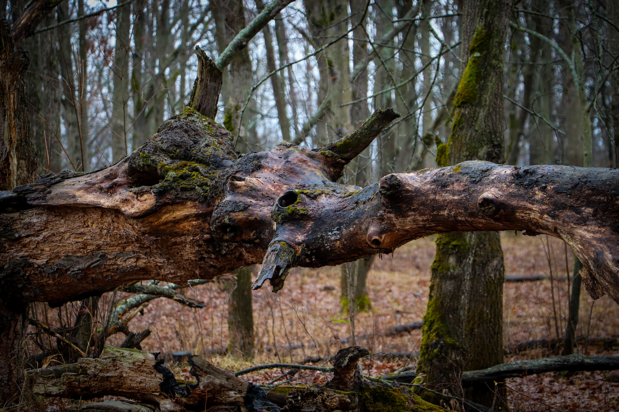 Весеннее-дождливое - Моё, Фотография, Весна, Дождь, Canon 800D, 18-135 stm, Длиннопост