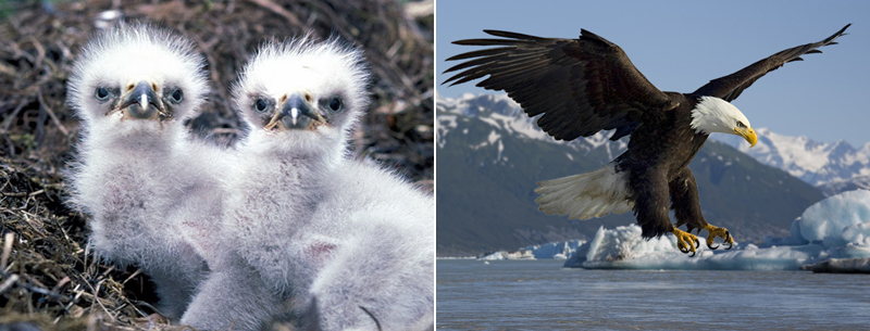 Chicks and adults - Chick, Birds, A selection, Longpost