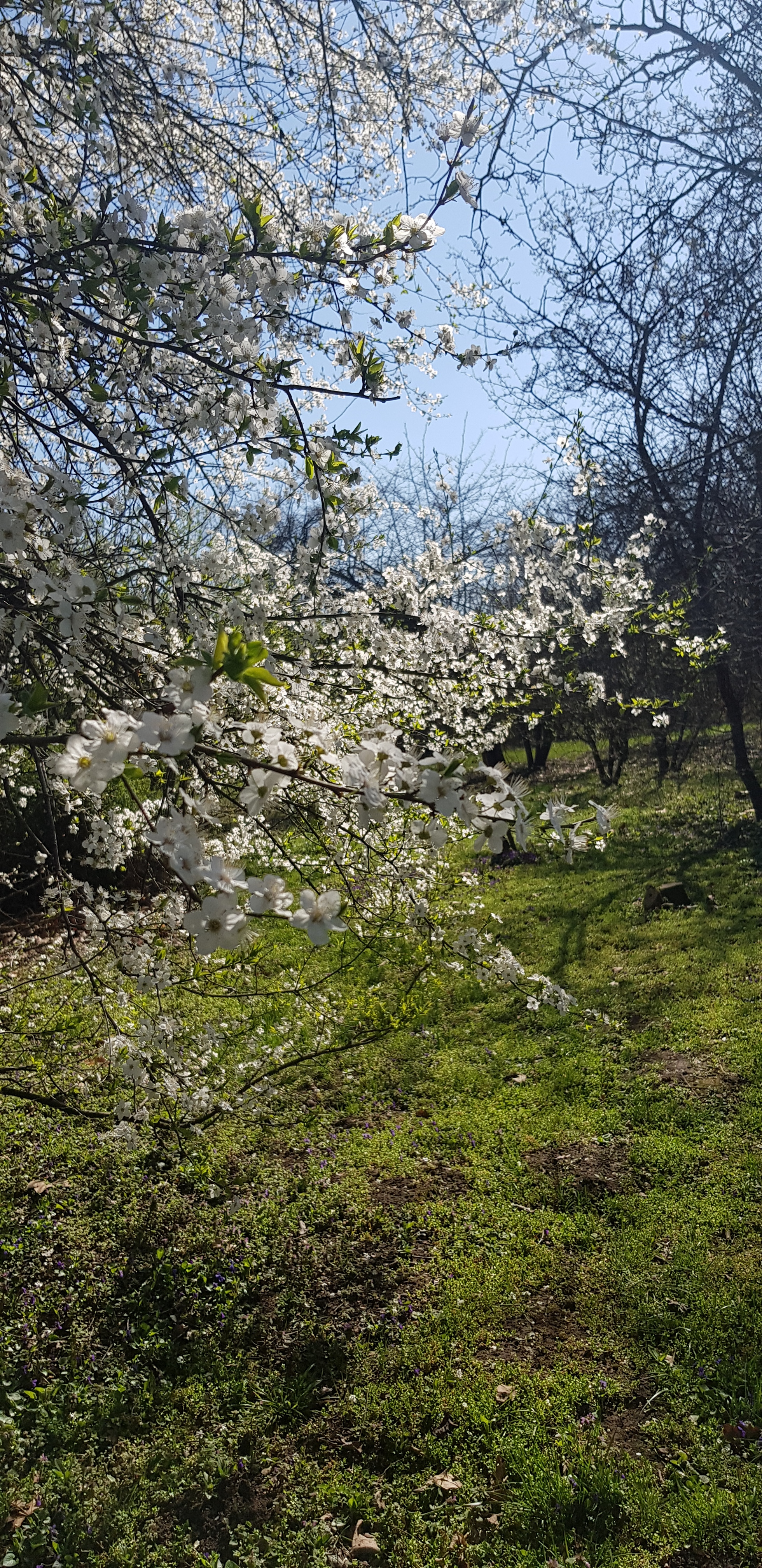 Spring in Krasnodar - My, The photo, Spring, Longpost