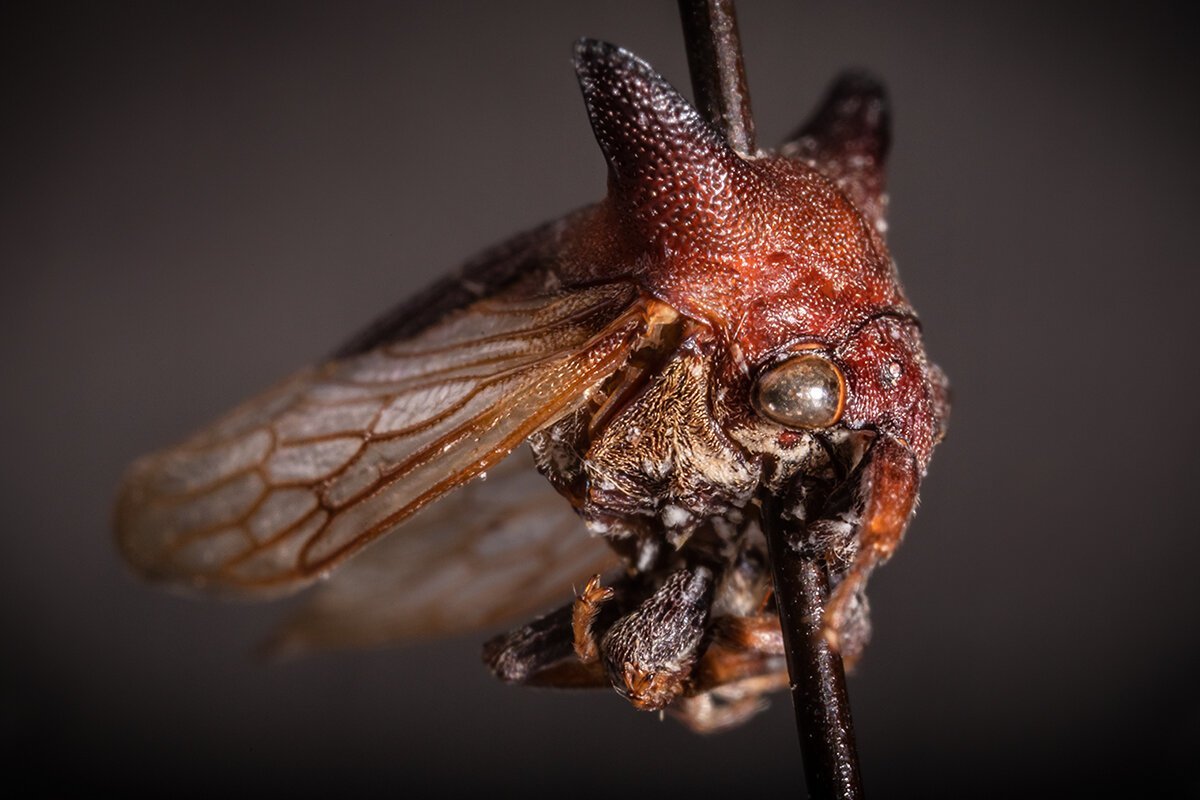 A new insect has been discovered in Nicaragua that looks like something extraterrestrial - Biology, The new kind, Insects, Longpost, Nicaragua, Arthropods