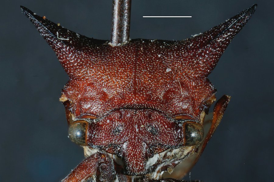 A new insect has been discovered in Nicaragua that looks like something extraterrestrial - Biology, The new kind, Insects, Longpost, Nicaragua, Arthropods