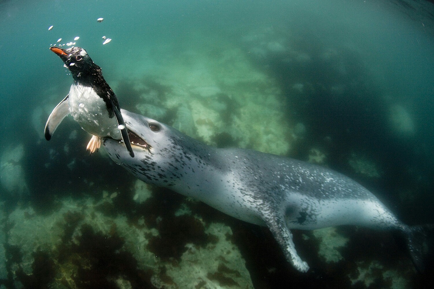 Advertising is dangerous for penguins - Advertising, Inconsistency, Penguins, Fur seal, Following the post, Video