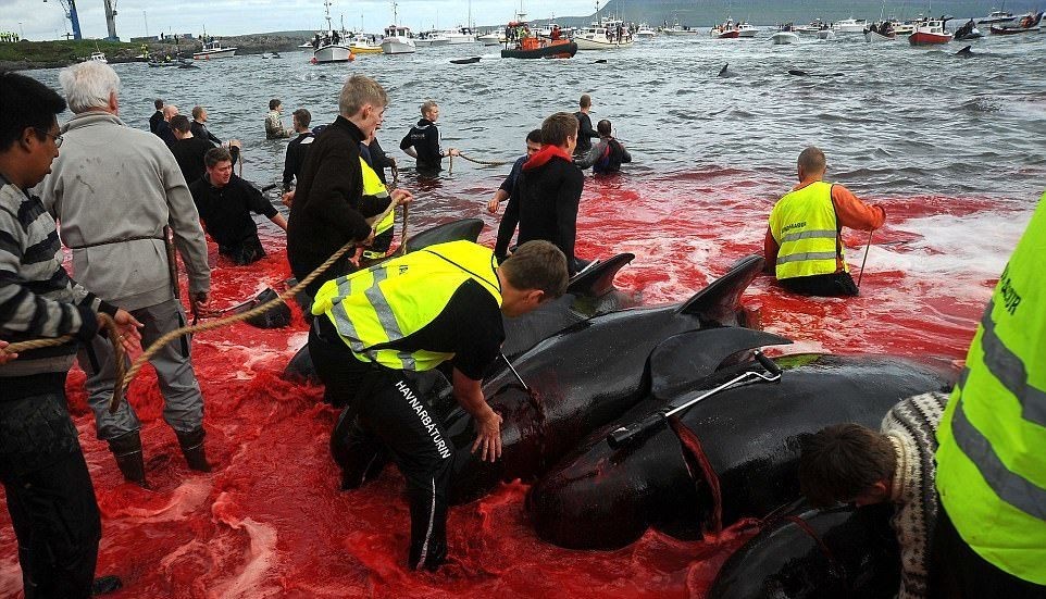 This is how traditional initiation into men takes place in Denmark. Once a year, young and not so “people” organize a massacre. Prey: dolphins and whales - Dead Dolphins, Murder, Longpost