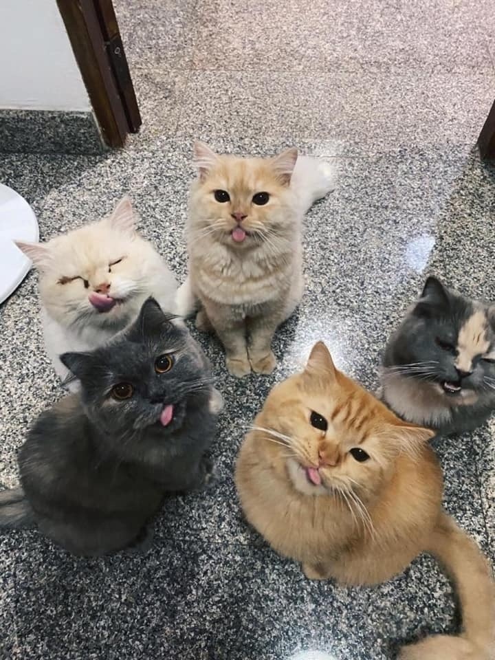 I think they want to say something - cat, Catomafia, Blep