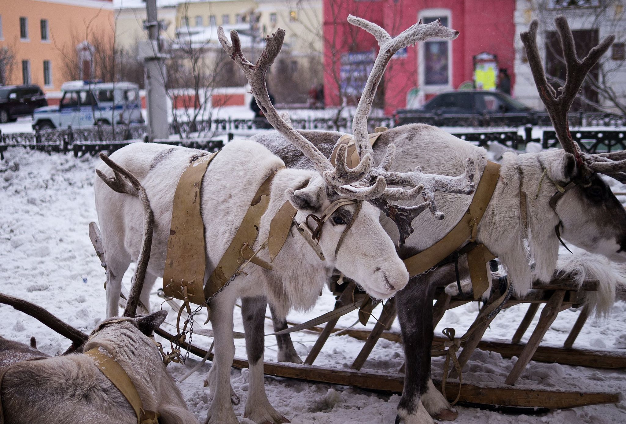 Аргиш что это. Норильск 2012 год. Норильск 2012. Норильск большой Аргиш 2021.