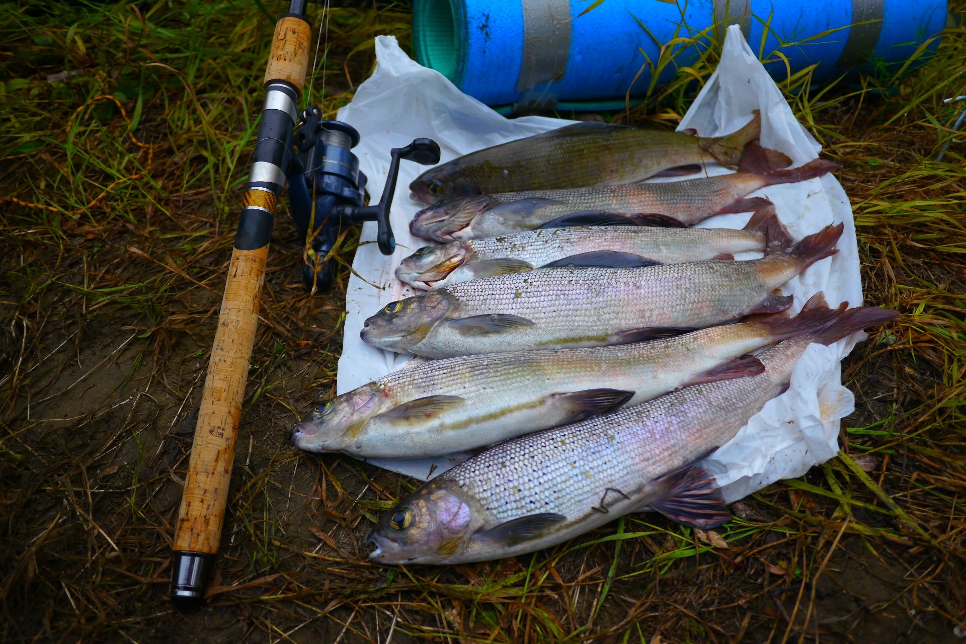 Let's go fishing for grayling one day - My, Fishing, North, Longpost, Grayling