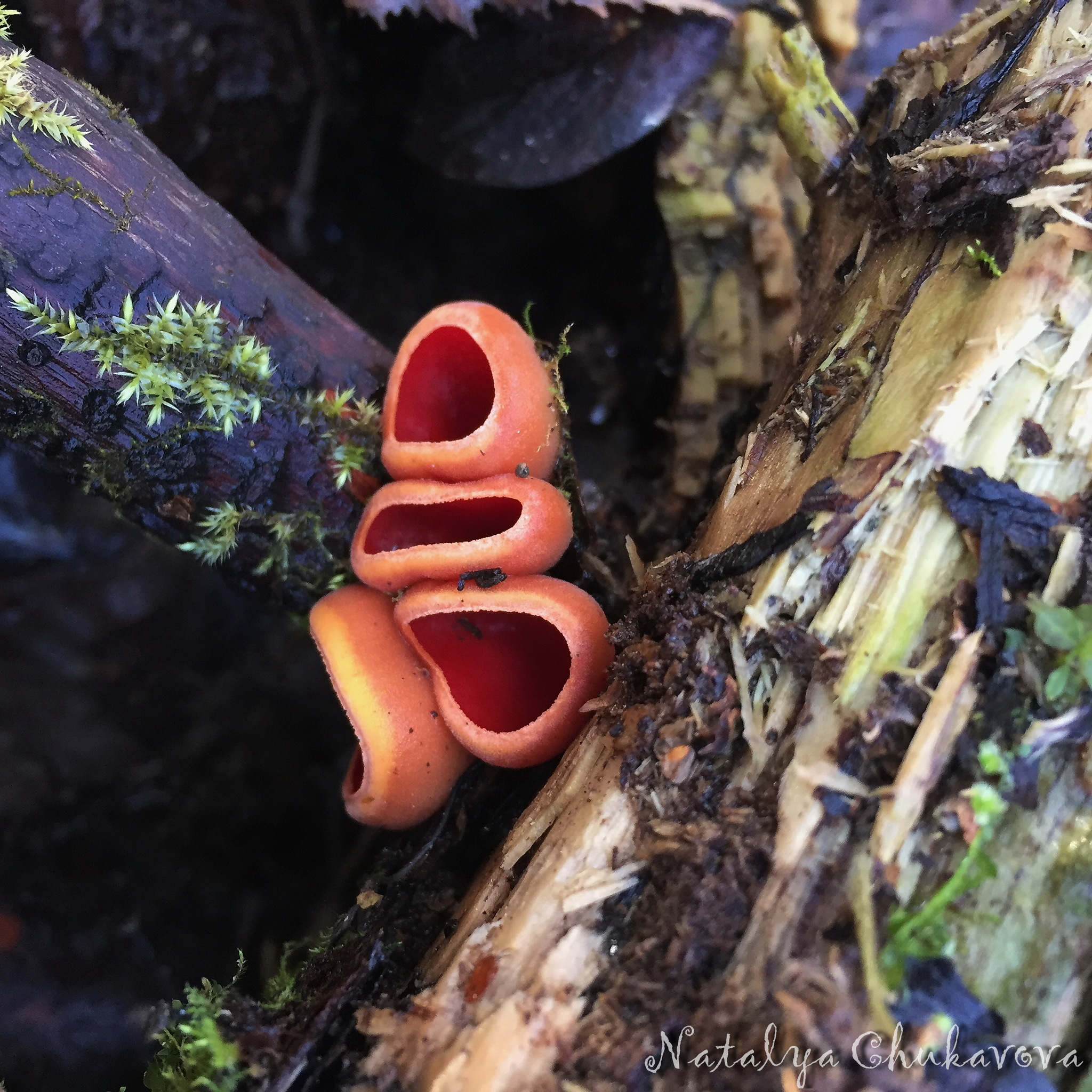 Sarcoscypha austriaca, edible mushroom - My, Mushrooms, Mushrooms Art, Fungi, Recipe, Video, Longpost