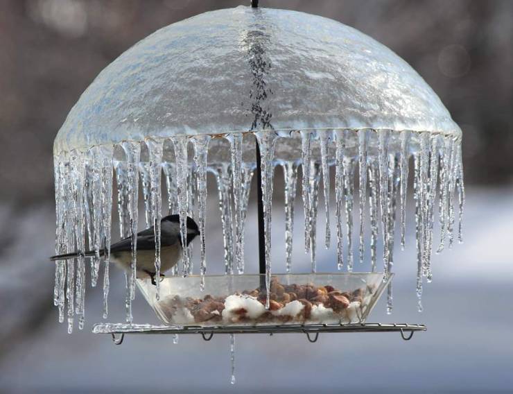 And somewhere else it’s winter - Birds, Trough, Icing