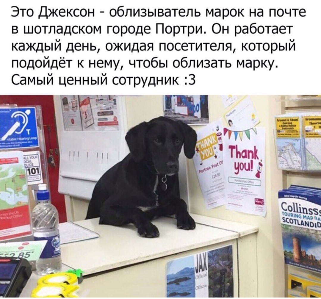 Best employee - Dog, Best friend, Milota, Picture with text