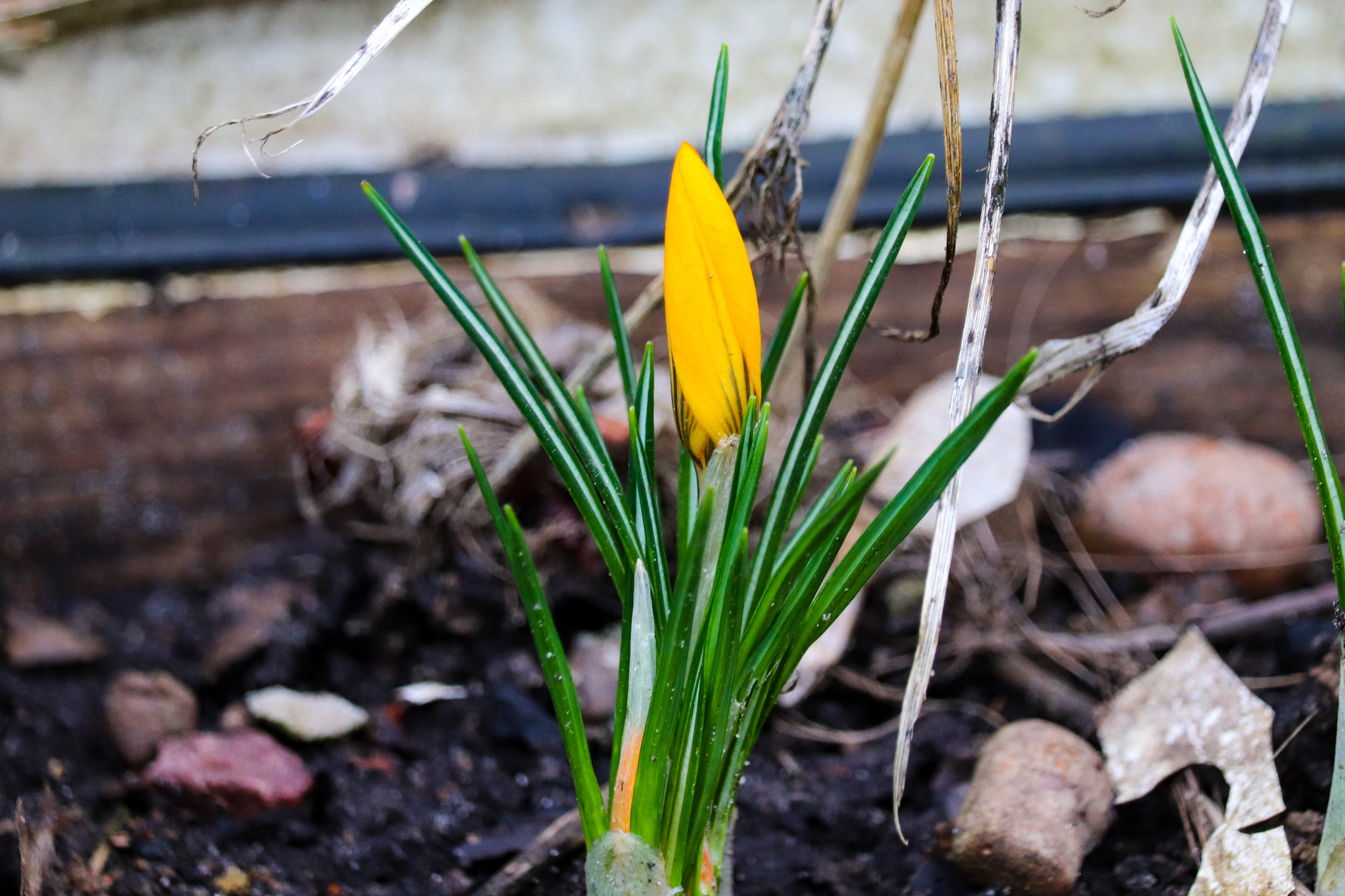 Spring - My, The photo, Spring, Nature, Flowers, Canon 800D, Canon EF-S 55-250, Longpost