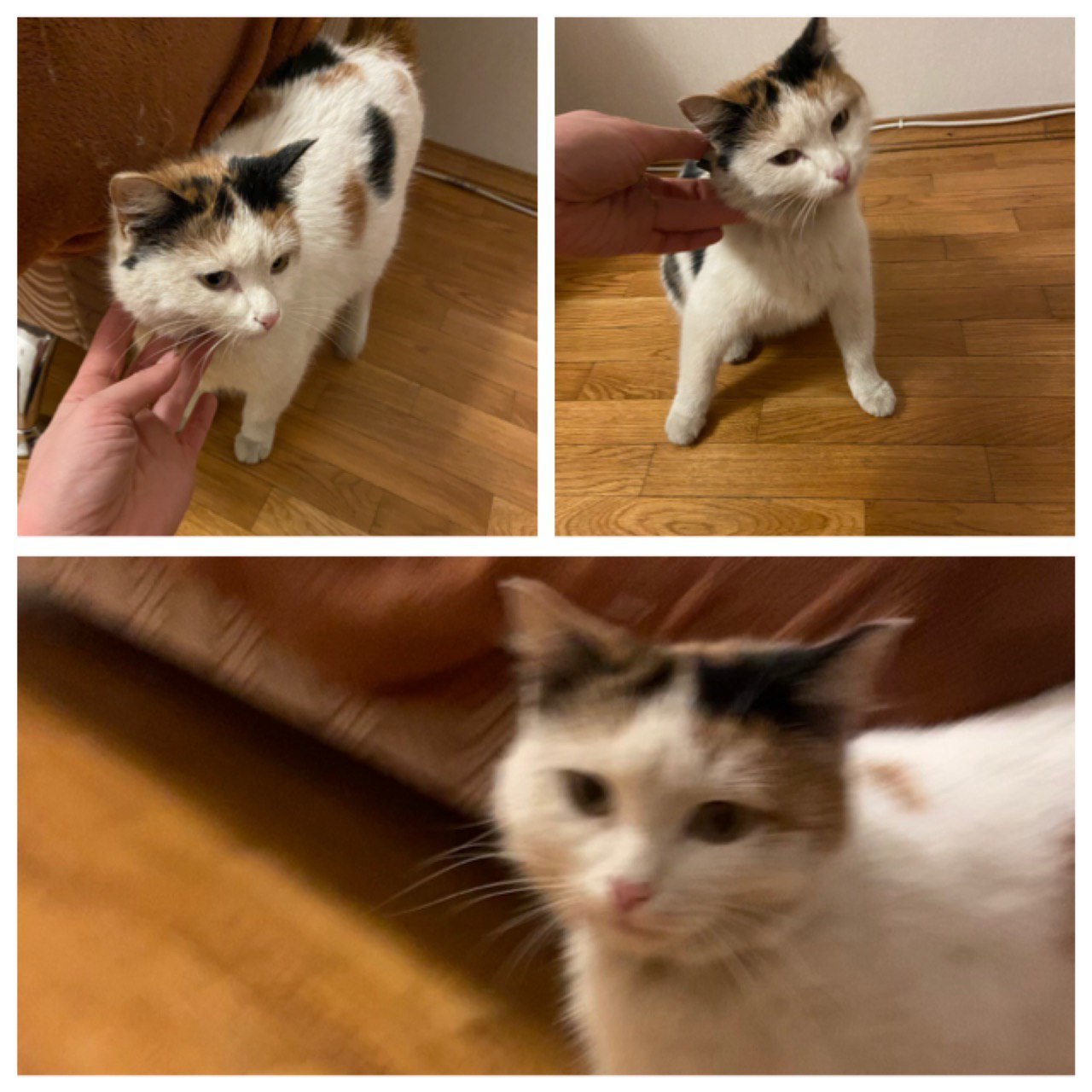 Chelyabinsk, cat found - My, In good hands, Tricolor cat, Chelyabinsk, Longpost, No rating, Pets, cat, Found a cat