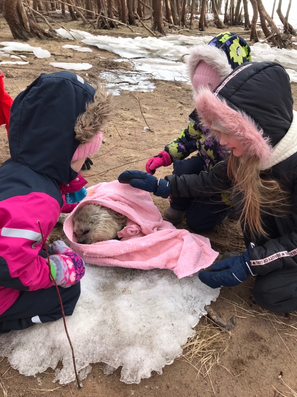 Two more white squirrels rescued in the Gulf of Finland - Seal, Baltic seal, Young, The photo, Video, Animal Rescue, Animals, Longpost