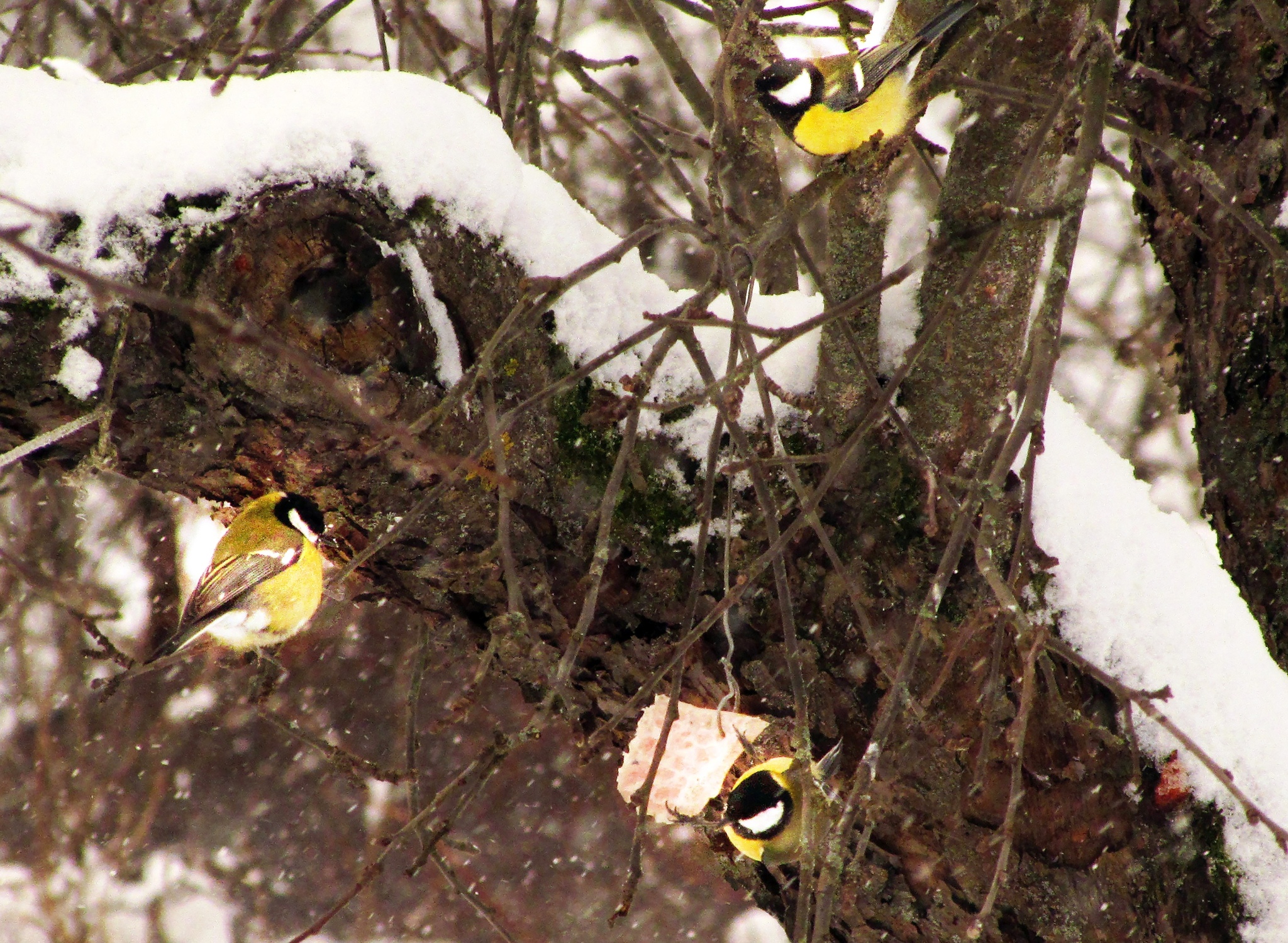 Birds of late spring winter - My, Nature, Winter, beauty, Birds, Spring