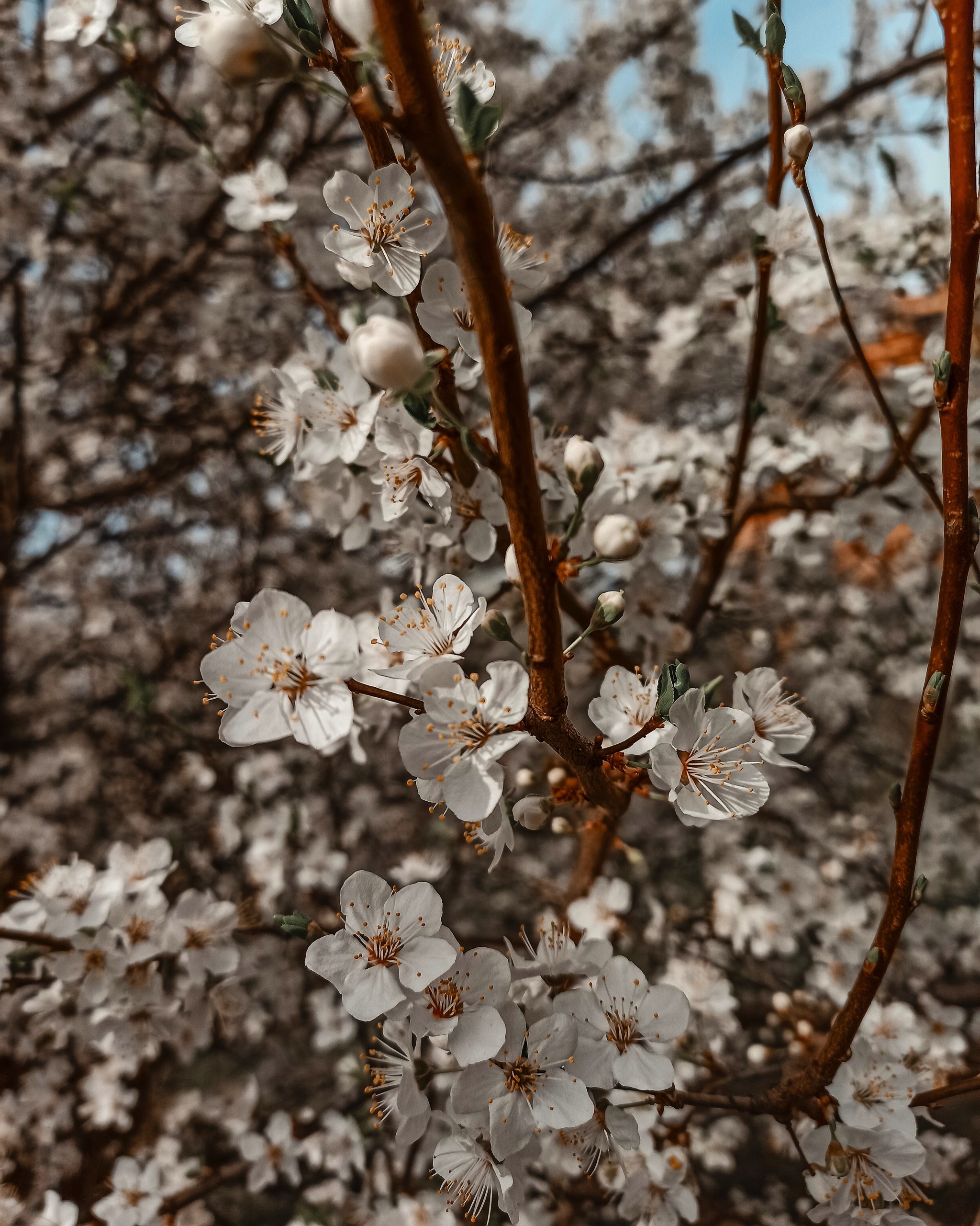 Spring, you are beautiful. Inspiration - My, Spring, Inspiration, Longpost, Bloom, Apricot