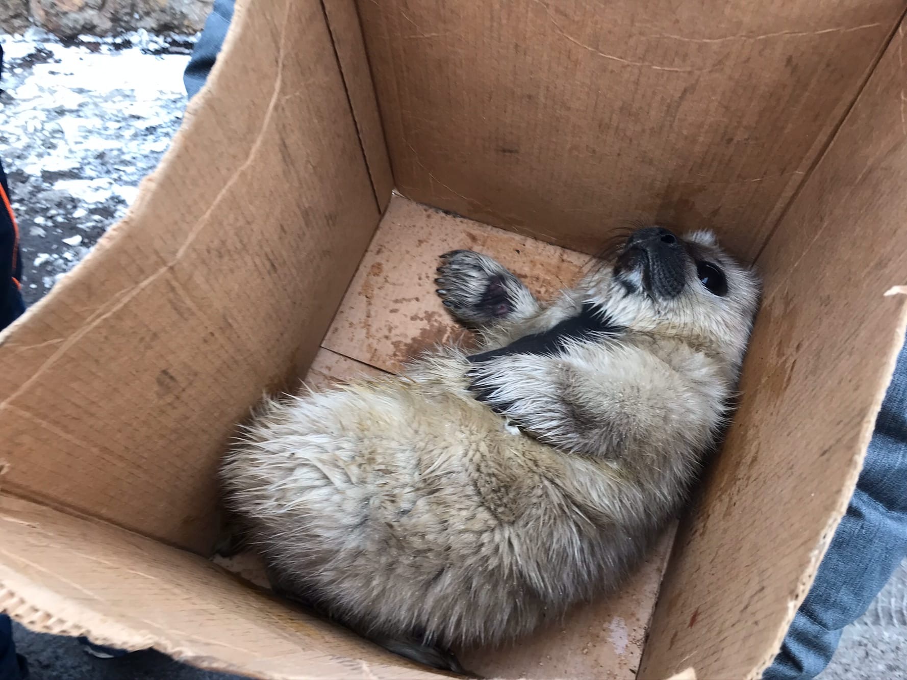 Exhausted squirrels crawled ashore in the Kurortny district of St. Petersburg - Seal, Baltic seal, Young, Puppies, Milota, The photo, Longpost, Friends of the Baltic Seal Foundation, Seal