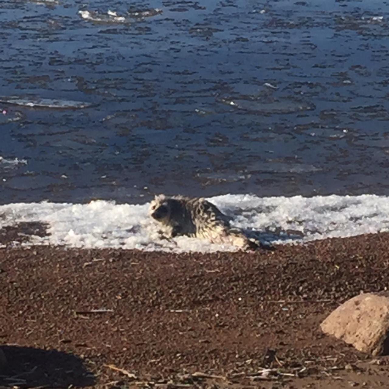 Exhausted squirrels crawled ashore in the Kurortny district of St. Petersburg - Seal, Baltic seal, Young, Puppies, Milota, The photo, Longpost, Friends of the Baltic Seal Foundation, Seal