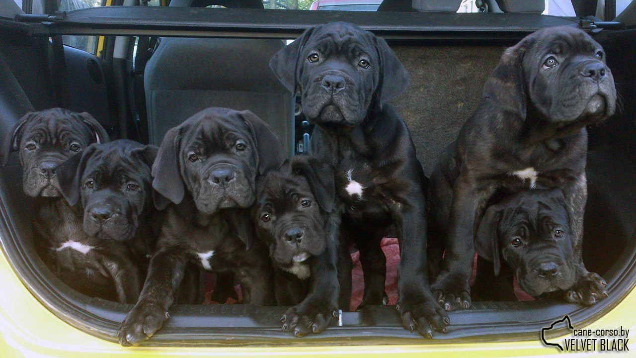 Trunk filled with happiness) - My, Puppies, Cane Corso, Milota, Dog, The photo