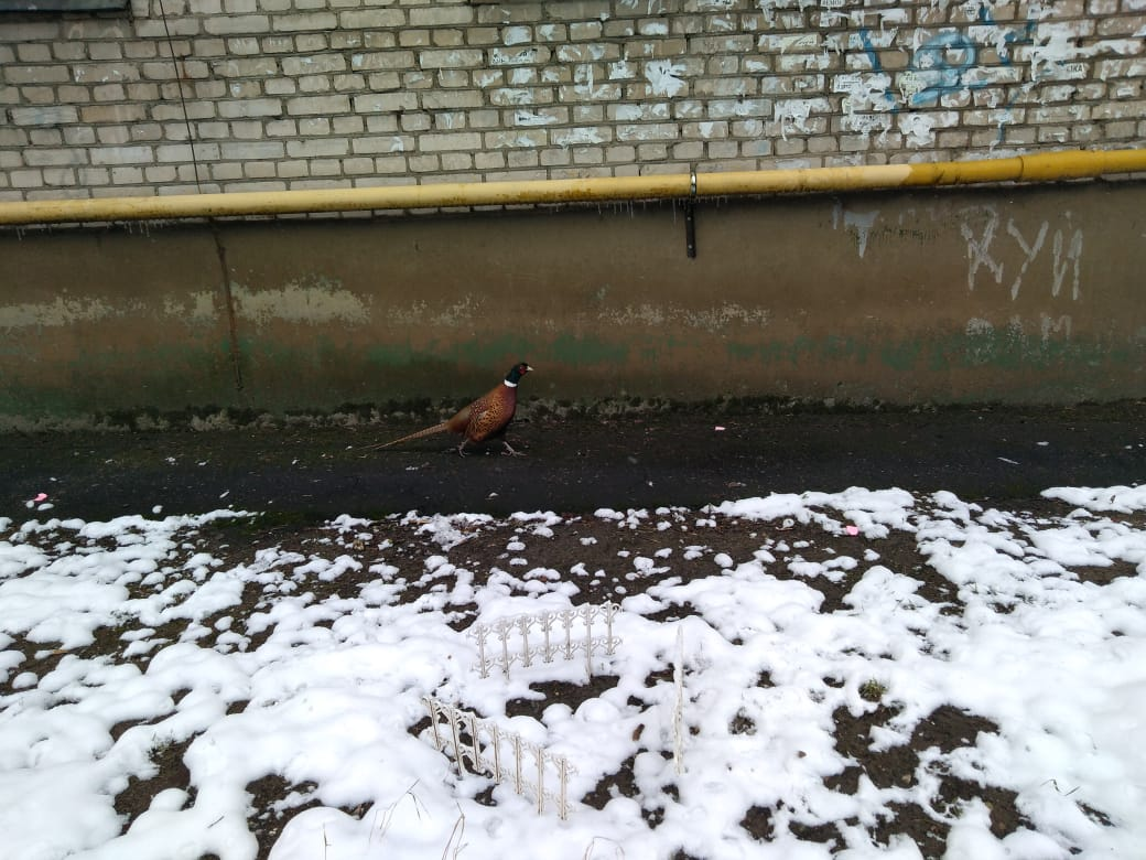 Hurries to a date - Pheasant, Birds, Bykovo, The photo, Moscow region