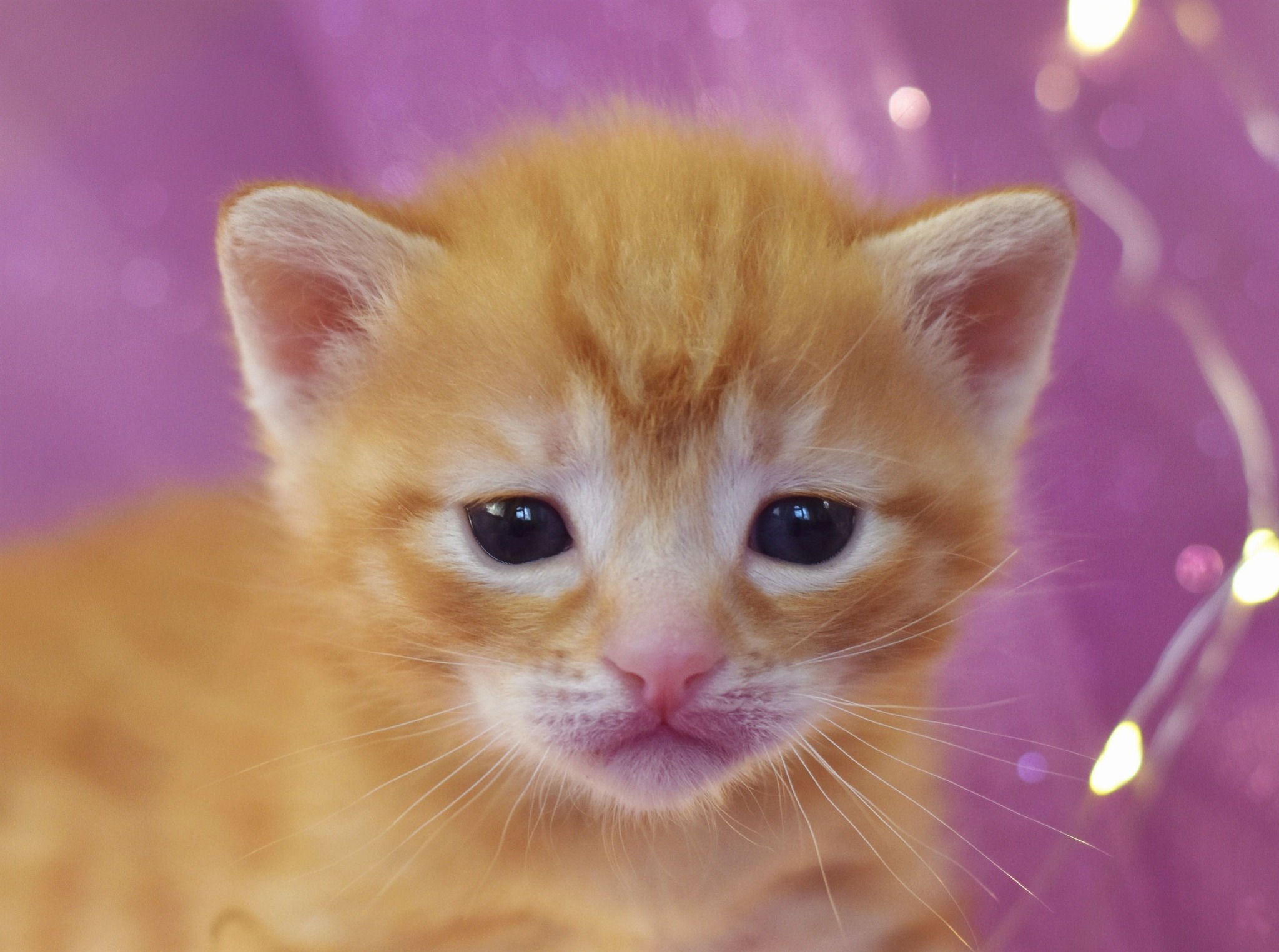 The cutest three week old kittens - My, cat, Catomafia, Pets, Pet, Kittens, Milota, The photo, Longpost