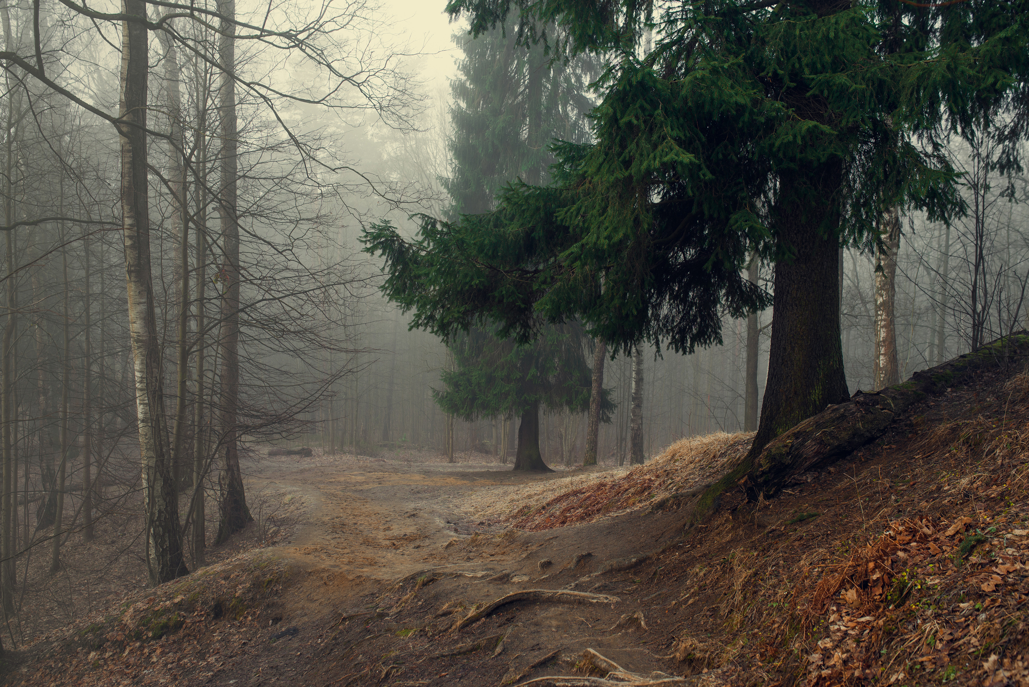 Morning forest - My, The photo, Nature, Forest, Fog, beauty of nature, beauty, Photographer