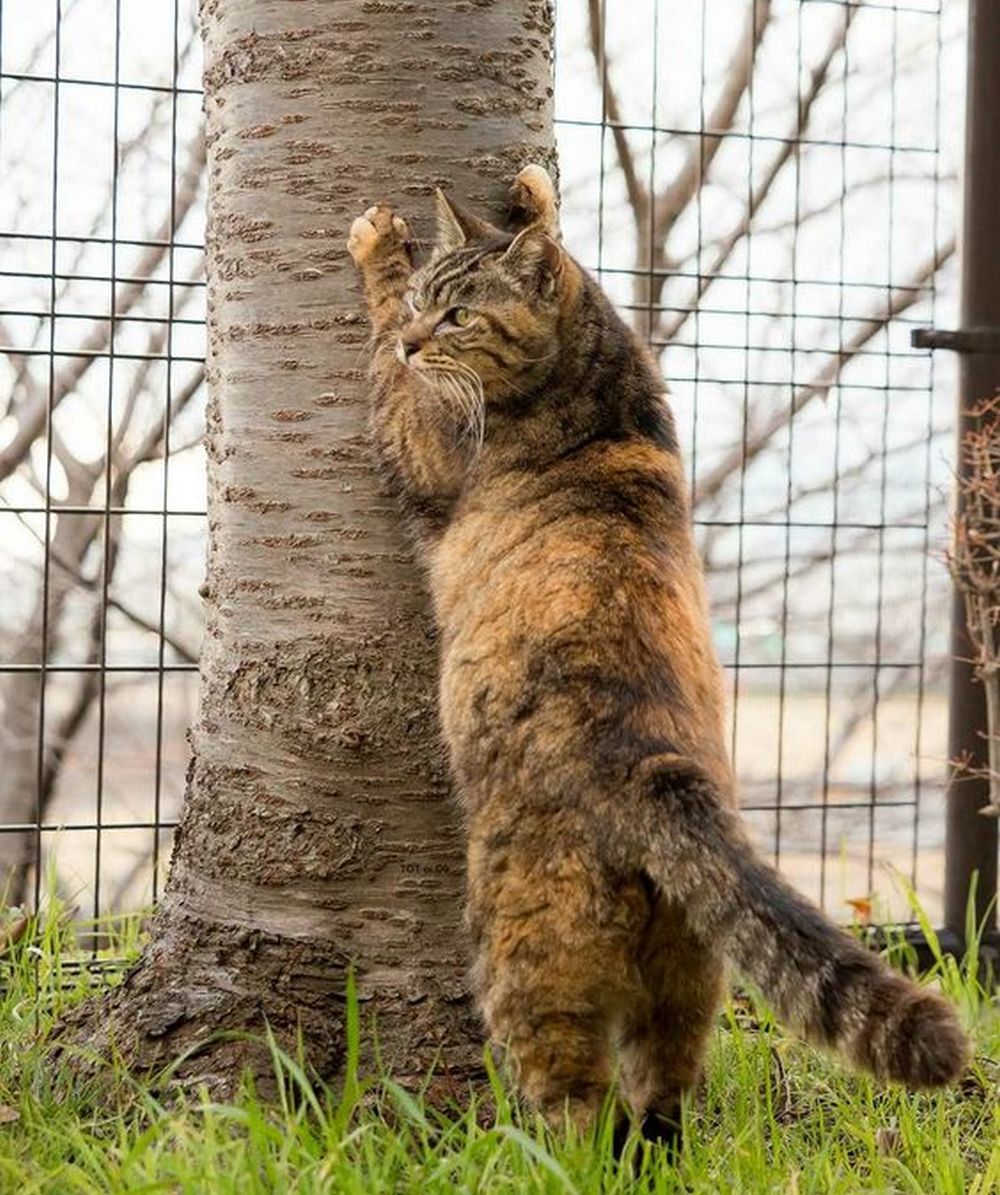 Что делаю?? Не видишь, дерево держу... - Кот, Котомафия