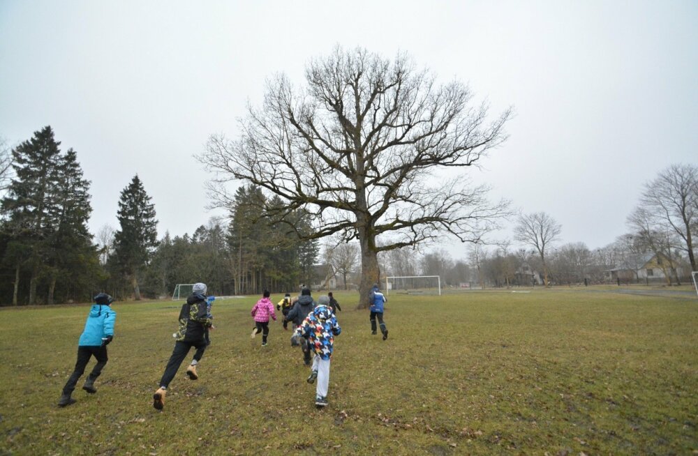 Orissaare is the only stadium in the world with a 150-year-old oak tree in the middle of the football field. - Oak, Football, Estonia, Nature, Video, Longpost