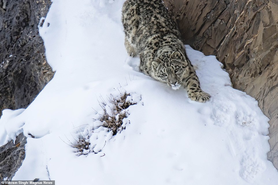 Mother snow leopard with 18-month-old 'kittens' in the Himalayas - Snow Leopard, Grace, Longpost, Big cats