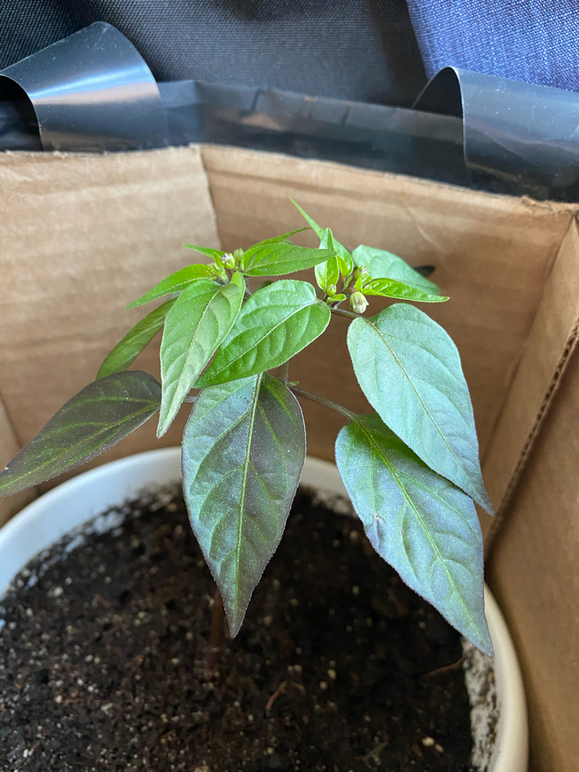 Meet Pepper Victor - My, Hot peppers, Victor