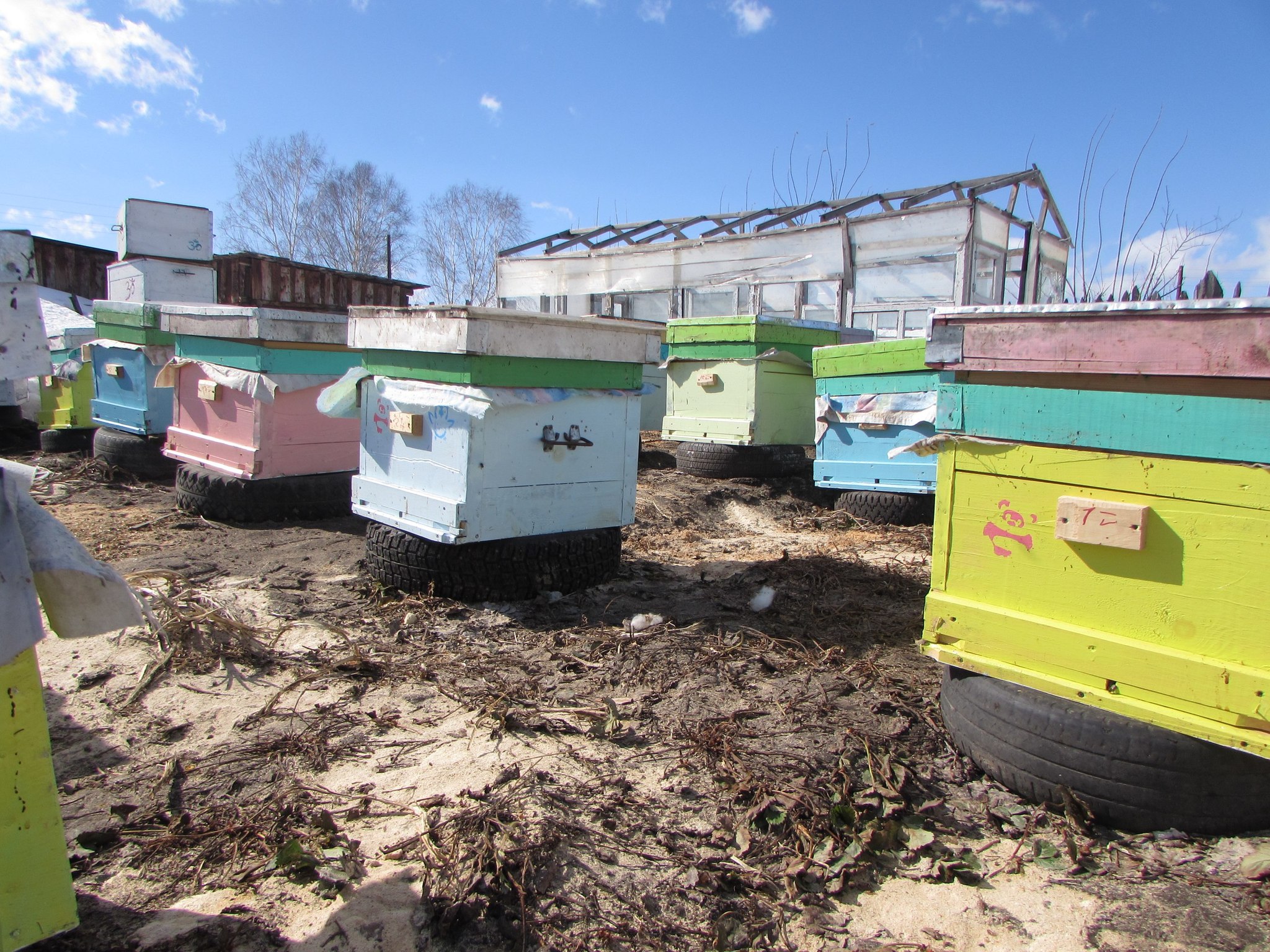 A beekeeper's worst dream - a family without a queen. Spring in the apiary - My, Beekeeping, Apiary, Bees, Insects, Nature, Beekeeper