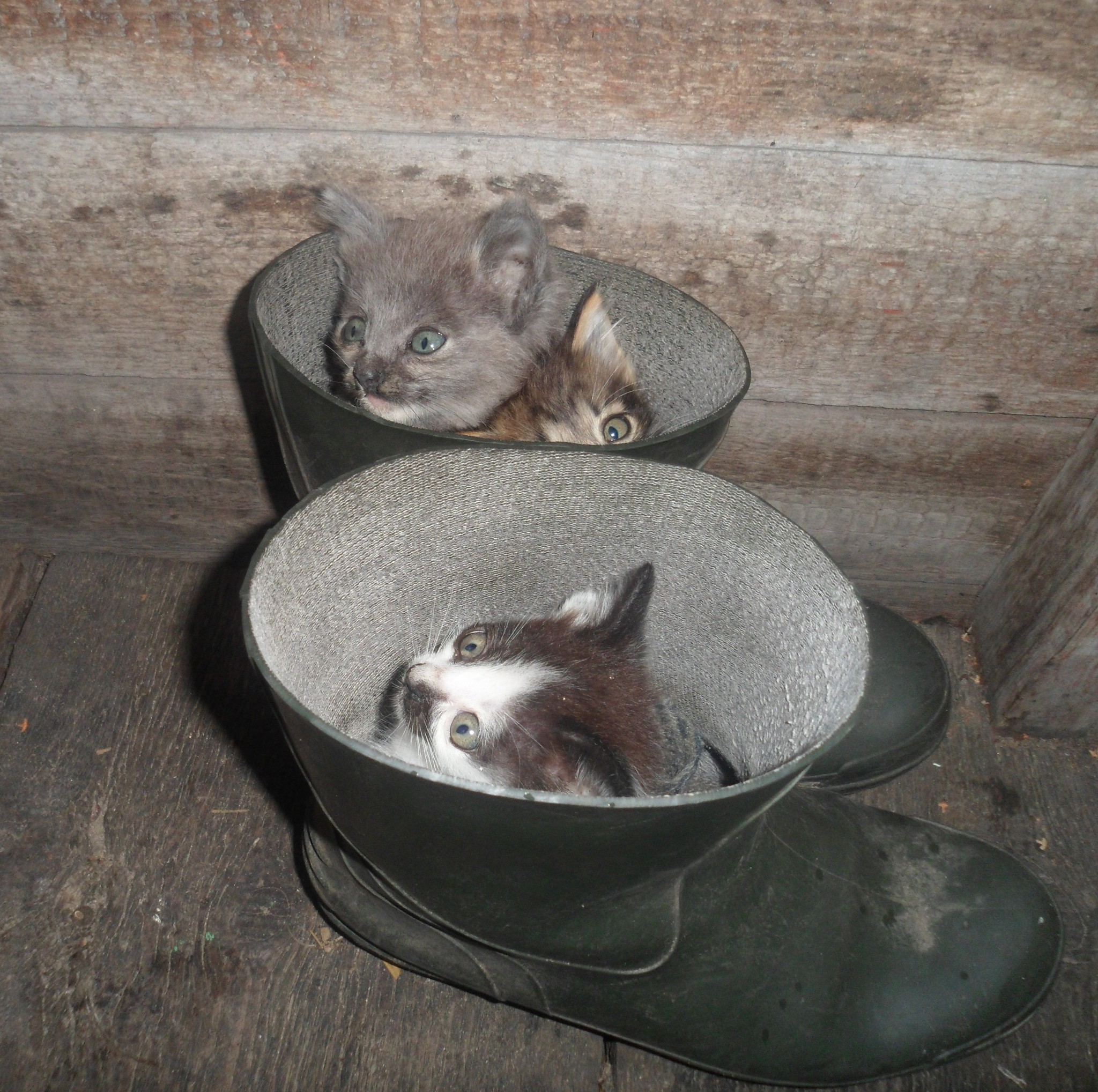 Puss in Boots - My, Kittens, Puss in Boots, Literality, cat