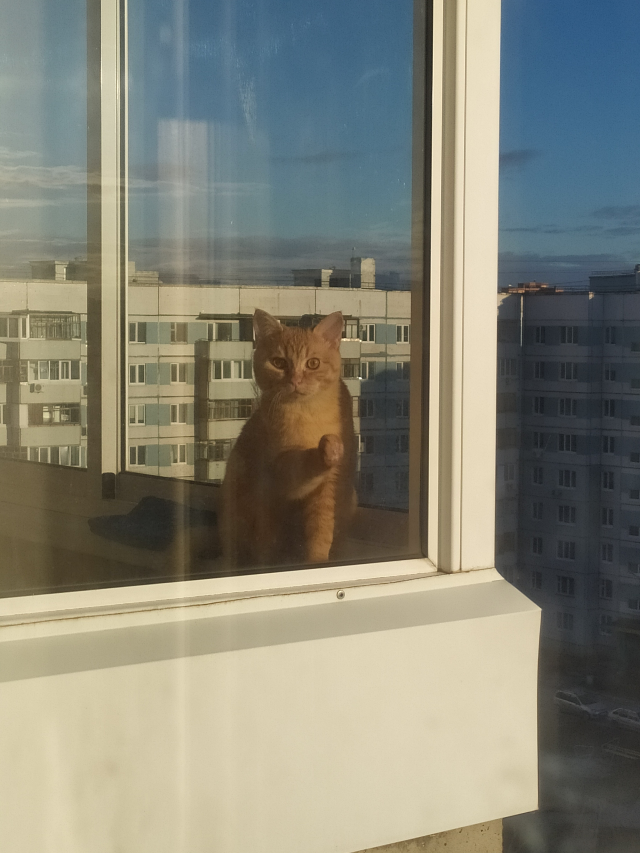 Don't go... - My, cat, Catomafia, Balcony, Milota, Pets