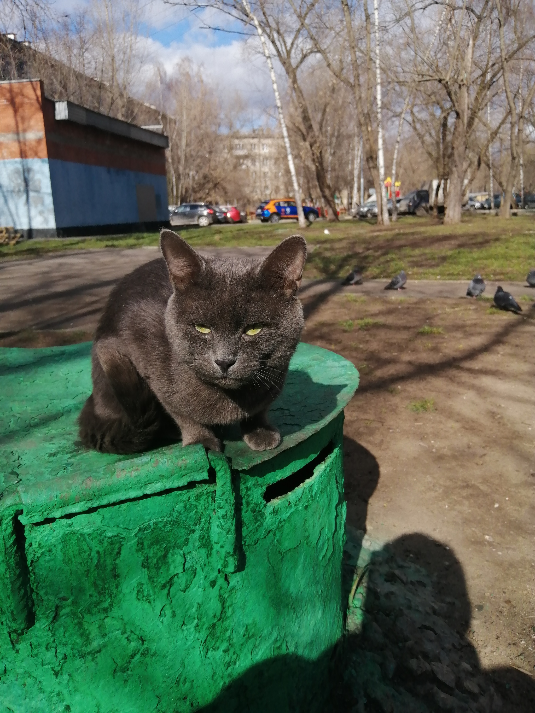 Найден кот - Моё, Потеряшка, Котомафия, Длиннопост, Кот, Без рейтинга, Москва, Люблино