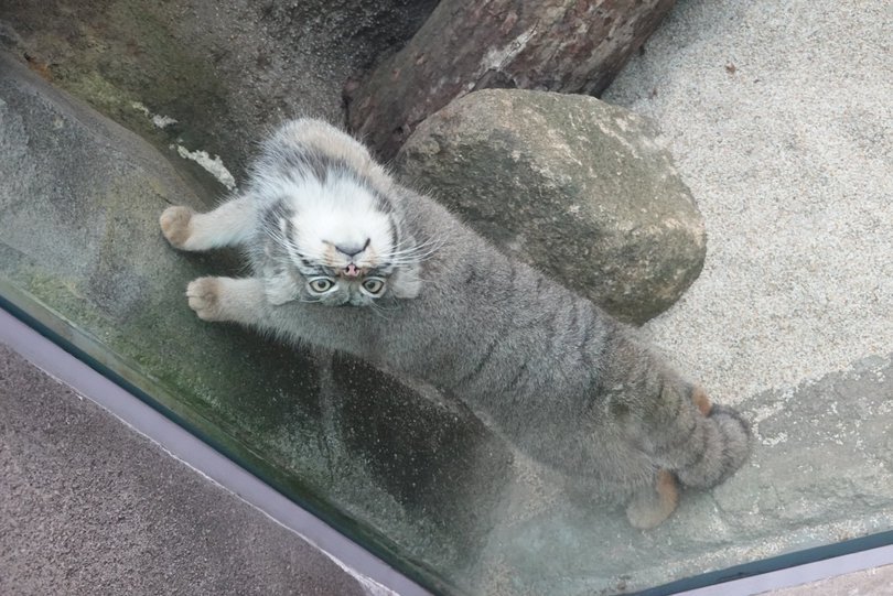 Looks like the manul is broken - Pallas' cat, Small cats, Cat family, Predatory animals, Wild animals, The photo, Zoo