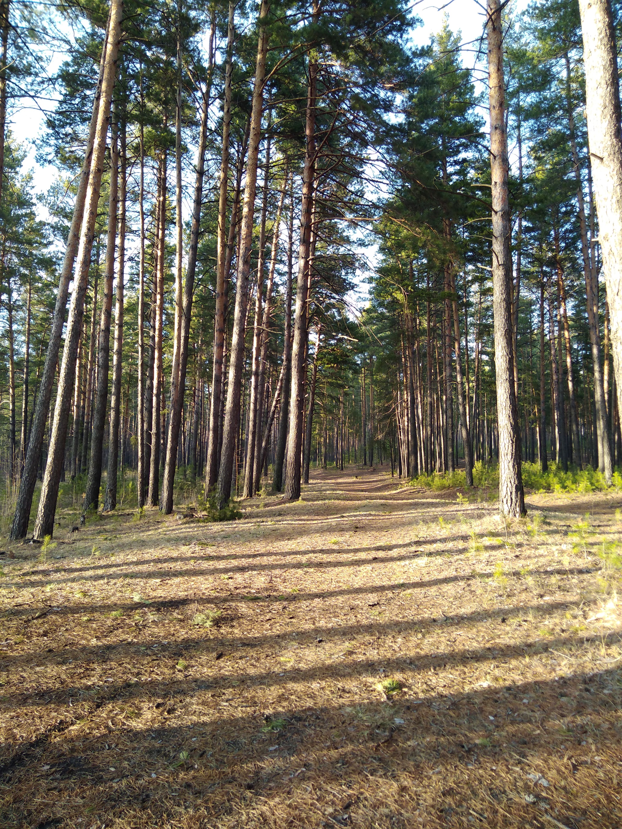 Ode to the ribbon pine forest - My, Poems, Poem in prose, Tape bur, Pinery, Altai Republic, Forest, Pine, Longpost