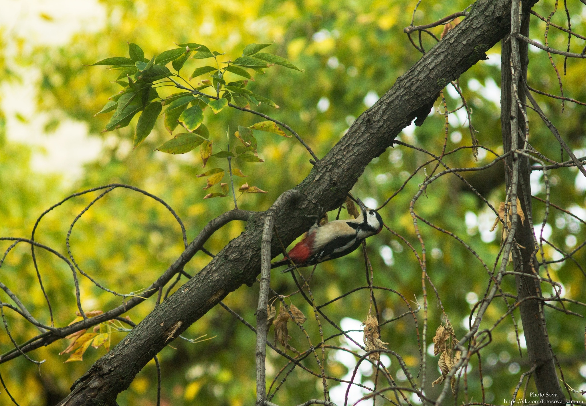 Guests outside the window - My, Woodpeckers, Outside the window, Birds