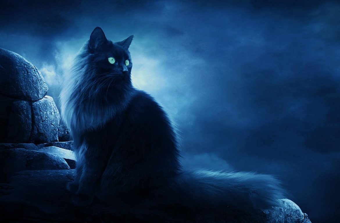 Cats are guides to another world - My, Mystical, cat, Otherworldly, The dead, Life after death